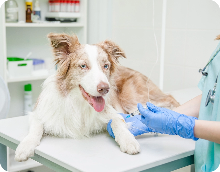 Veterinarian examining dog